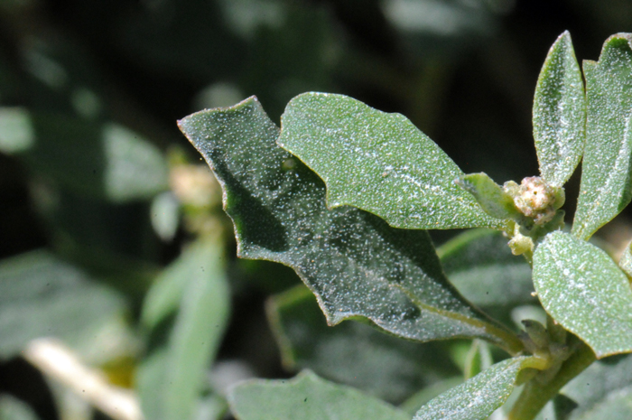 Australian Saltbush has gray-greenish, leaves; many; alternate; short stems (petioles) or sub-sessile; note leaf blades with single vein; leaf shape oblong or spatulate to oblanceolate or narrowly elliptical; margins entire or wavy-dentate. Atriplex semibaccata Australian Saltbush has gray-greenish, leaves; many; alternate; short stems (petioles) or sub-sessile; note leaf blades with single vein; leaf shape oblong or spatulate to oblanceolate or narrowly elliptical; margins entire or wavy-dentate. Atriplex semibaccata